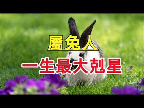 屬兔五行屬什麼|生肖兔五行屬性大全 生肖兔五行相生相剋